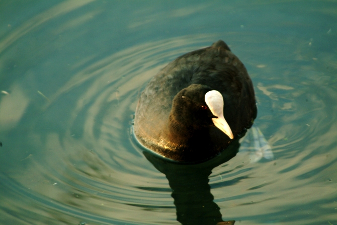 Riserva Regionale Lago di Posta Fibreno